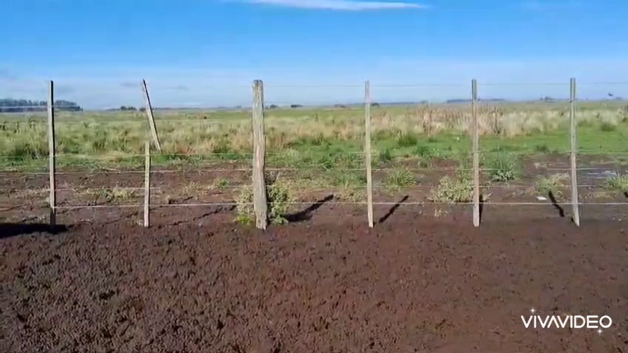 Lote 120 Terneras en Brandsen, Buenos Aires