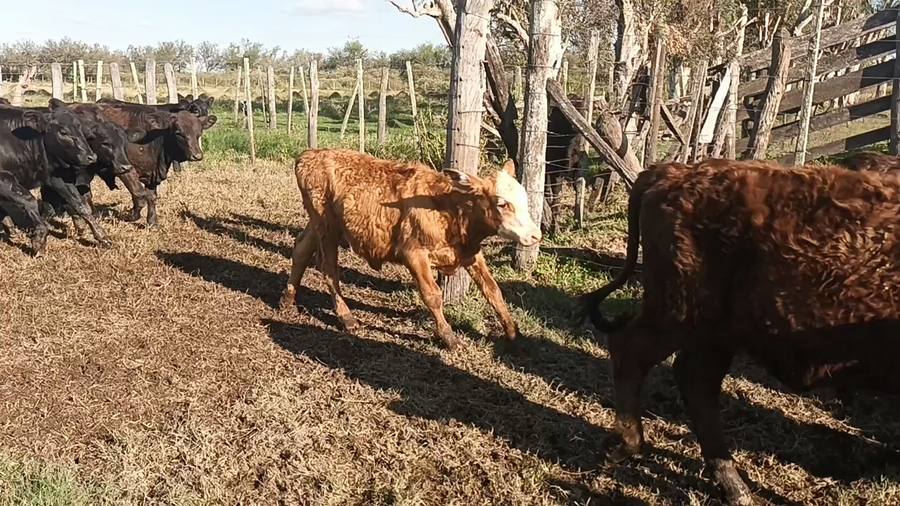 Lote 60 Terneros/as Británicos y cruzas en Moisés Ville, Santa Fe