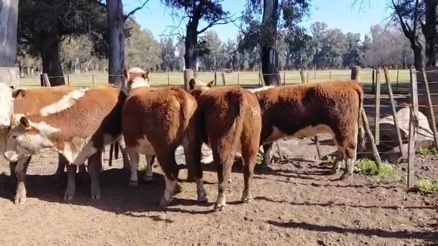 Lote Vaquillonas PR Polled Hereford Preñadas Parición Primavera "Cabaña Caldenes"