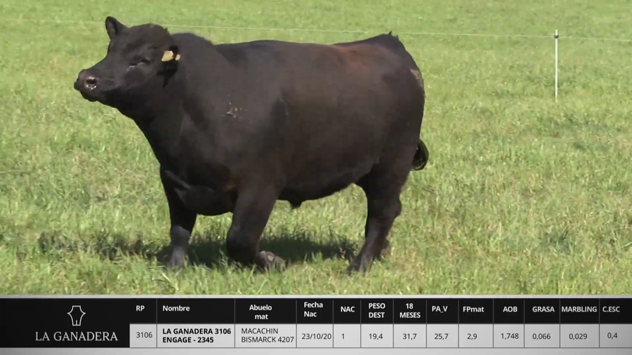 Lote LA GANADERA 3106 ENGAGE - 2345