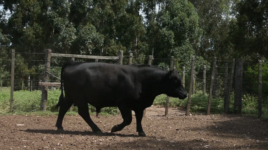 Lote "El Coronilla", RP 352