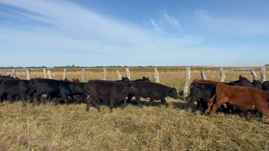 Lote 75 Terneras en Corrientes, Goya