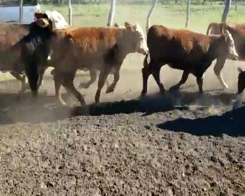 Lote 50 Terneros/as en Villaguay, Entre Ríos