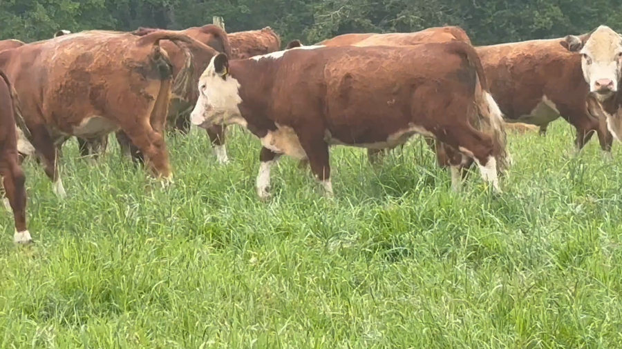 Lote 35 Novillo Engorda en Purranque, X Región Los Lagos