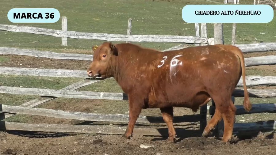 Lote 1 Toro en Coyhaique, XI Región Aysén