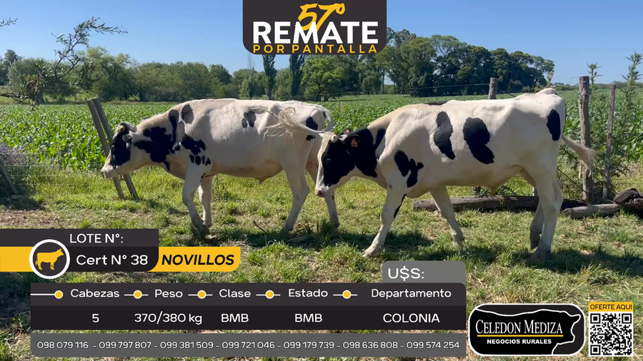 Lote 5 Novillos en Otra Localidad, Colonia