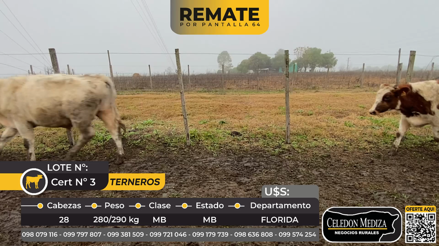 Lote 28 Terneros A 9 km de Sarandí, Florida