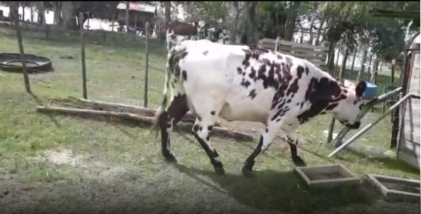 Lote 4 piezas de cria Normando