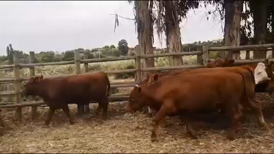 Lote 25 Novillo Engorda en Puchuncaví, V  Región Valparaíso