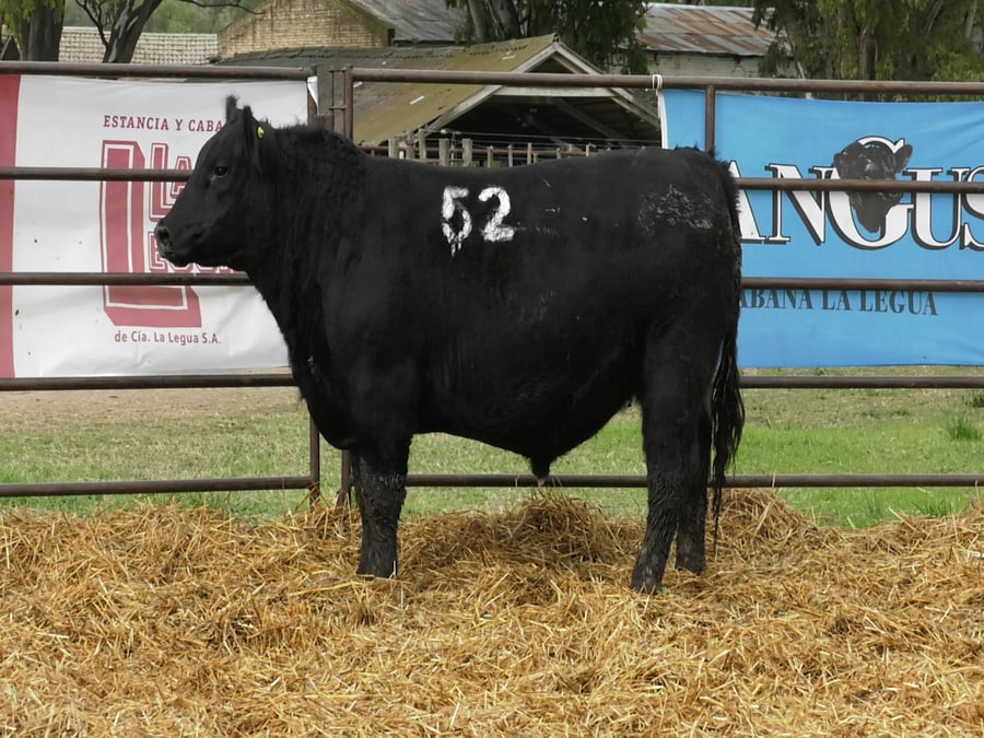 Lote TOROS ANGUS NEGROS PC