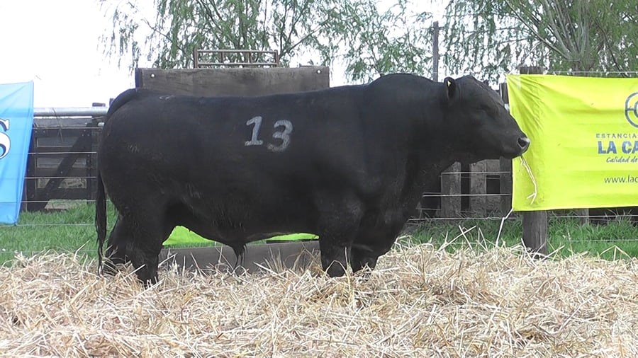 Lote TOROS ANGUS PUROS CONTROLADOS