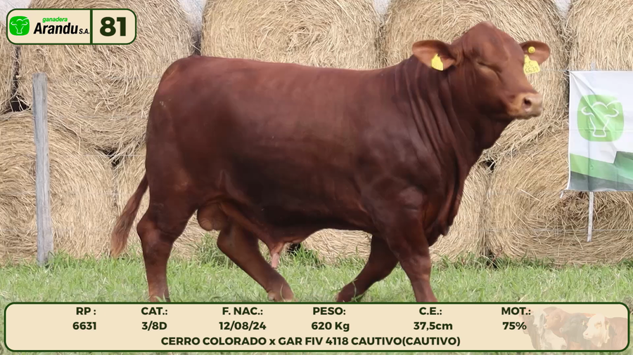Lote LOTE 81