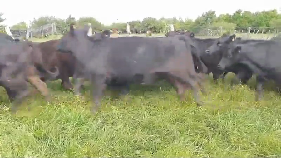 Lote 42 Vaquillonas en Federal, Entre Ríos