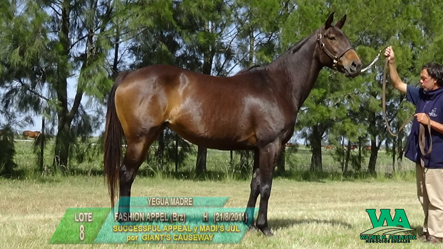 Lote FASHION APPEL (Brz)