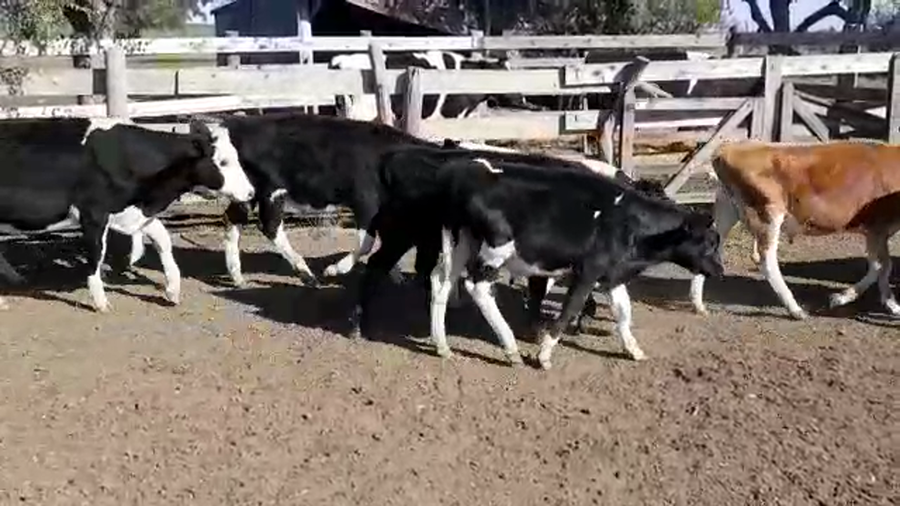 Lote TERNEROS HOLANDO