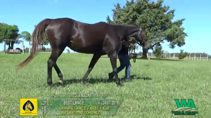 Lote BEST LANCE