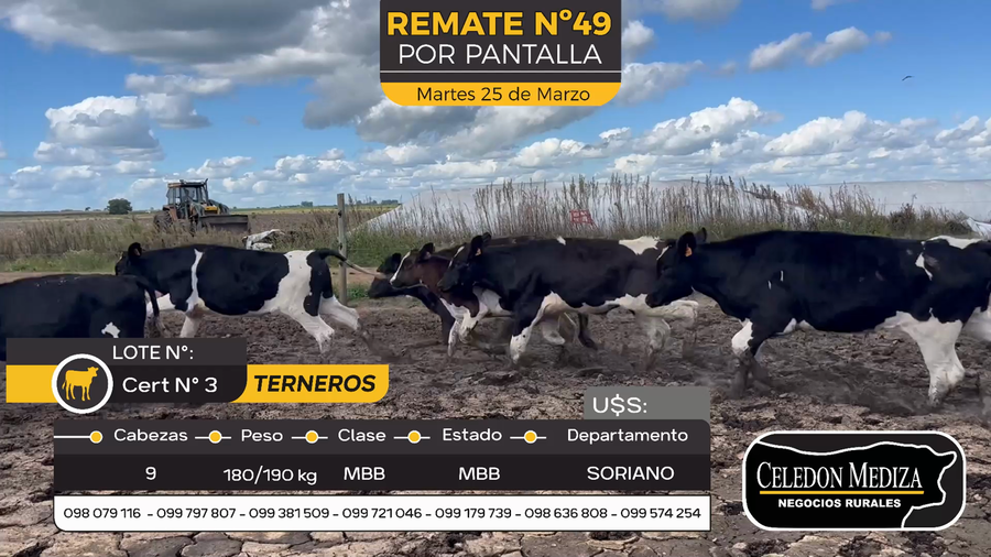 Lote 9 Terneros y Terneras en Agraciada, Soriano