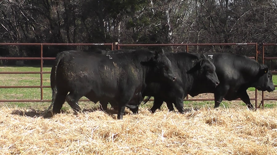 Lote TOROS PUROS DE PEDIGREE