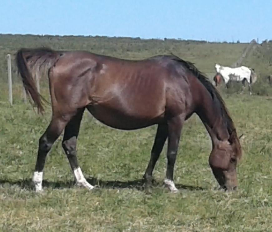 Lote 20 HDT Celestial Grace