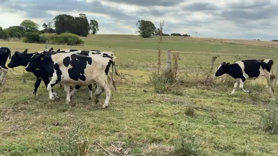 Lote NOVILLOS 1 a 2 AÑOS