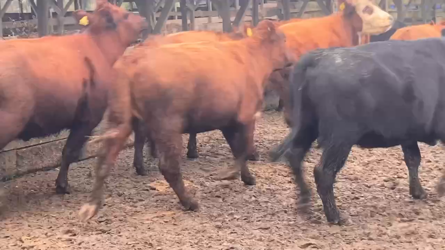 Lote 45 Vaquilla Engorda en Frutillar, X Región Los Lagos