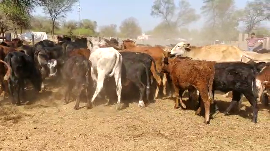 Lote 90 Terneros en Monte Quemado, Santiago del Estero