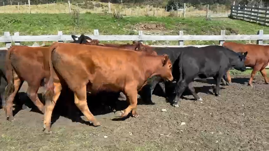 Lote 52 Novillo Engorda en XI Región Aysén, Río Ibáñez