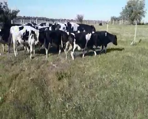 Lote 24 Terneros HOLANDO 185kg - , San José