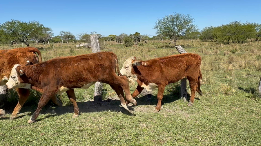 Lote 37 Terneros/as
