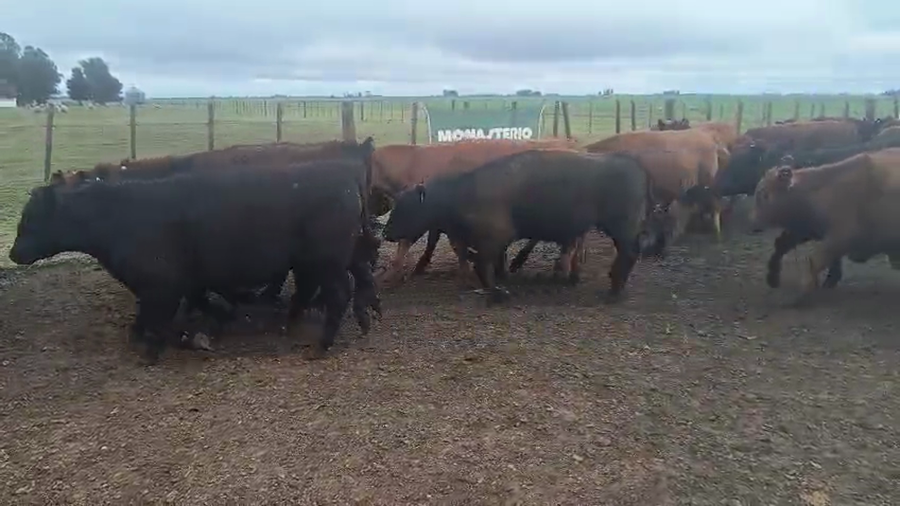 Lote 170 Novillitos en Buenos Aires, Coronel Suarez