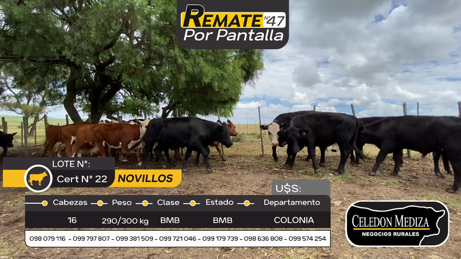 Lote 16 Novillos en Otra Localidad, Colonia