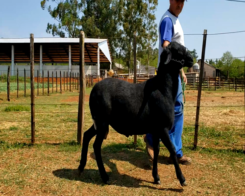 Lote Macho P1 a remate en 1° Feria Online APCO Dorper y Santa Inés 81kg -  en Santa Rita