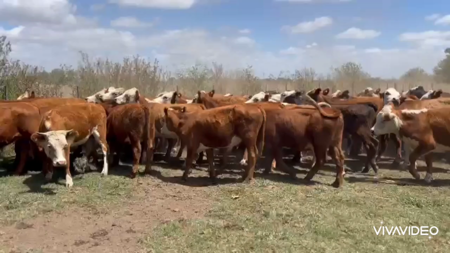 Lote 70 Terneros