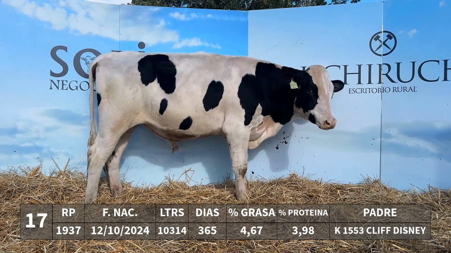 Lote LOTE 17 - RP 1937 - K 1553 CLIFF DISNEY x KAROLINE 1651 ZASBERILLA MINARDI