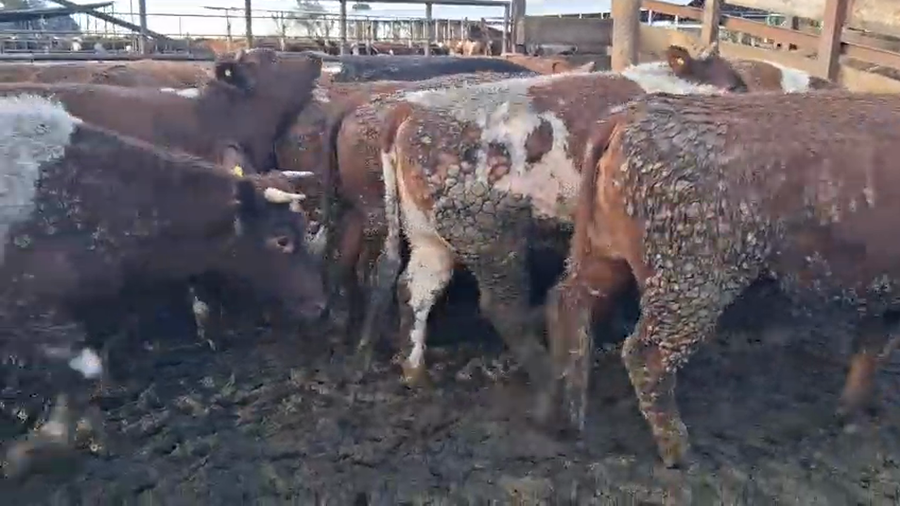Lote 20 Vaquilla Gorda en Los Ángeles, VIII Región Biobío