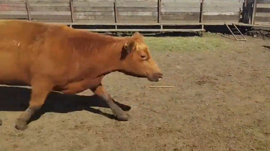 Lote Vacas Preñadas