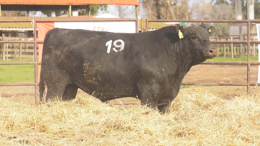 Lote TOROS ANGUS NEGROS  PC