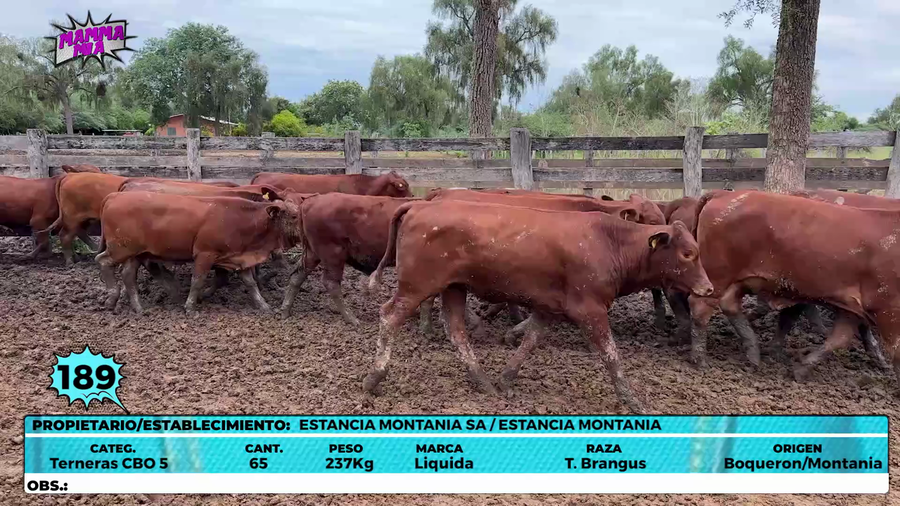 Lote LOTE 189