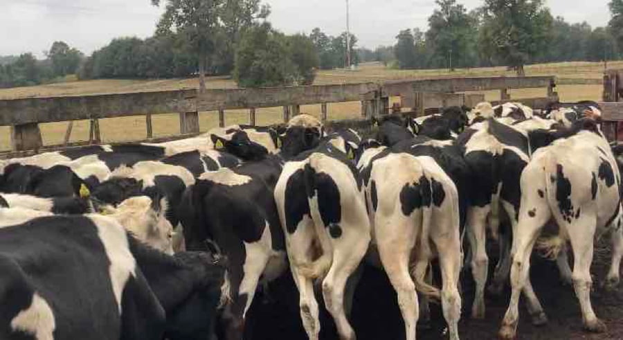 Lote 60 Novillo Engorda en Los Lagos, XIV Región Los Ríos