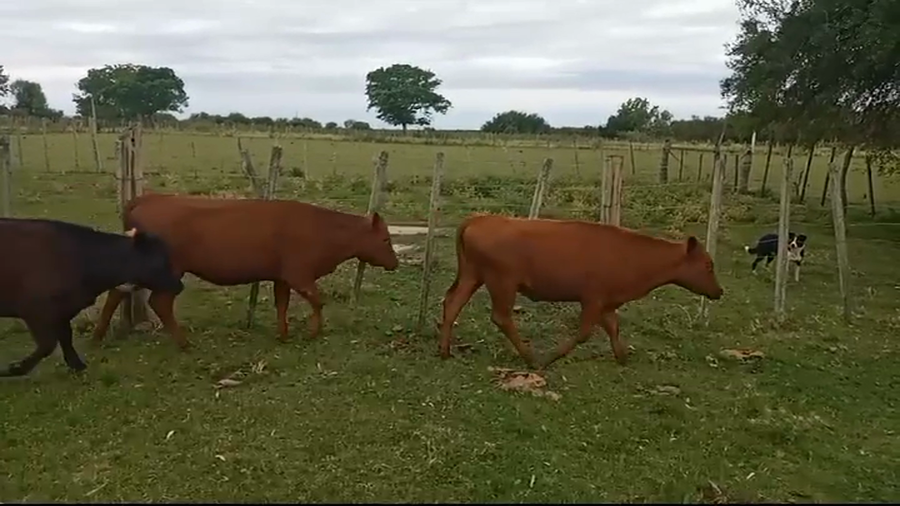Lote (Vendido)6 Vaquillonas  CARNICERAS a remate en #39 Pantalla Carmelo 290kg -  en LA CONCORDIA