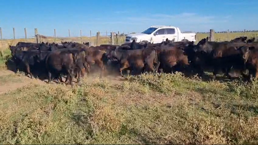 Lote 76 Terneros/as en Tres Arroyos