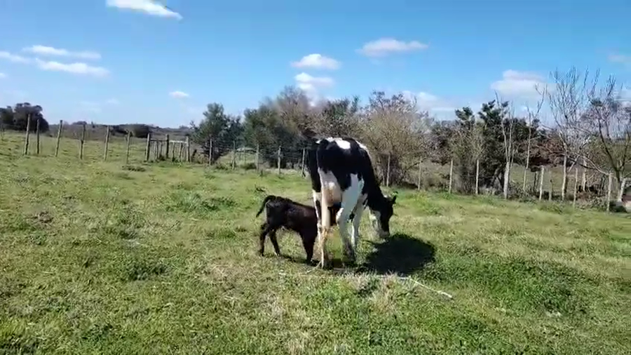 Lote 2 Piezas de cría a remate en Pantalla Camy, San José