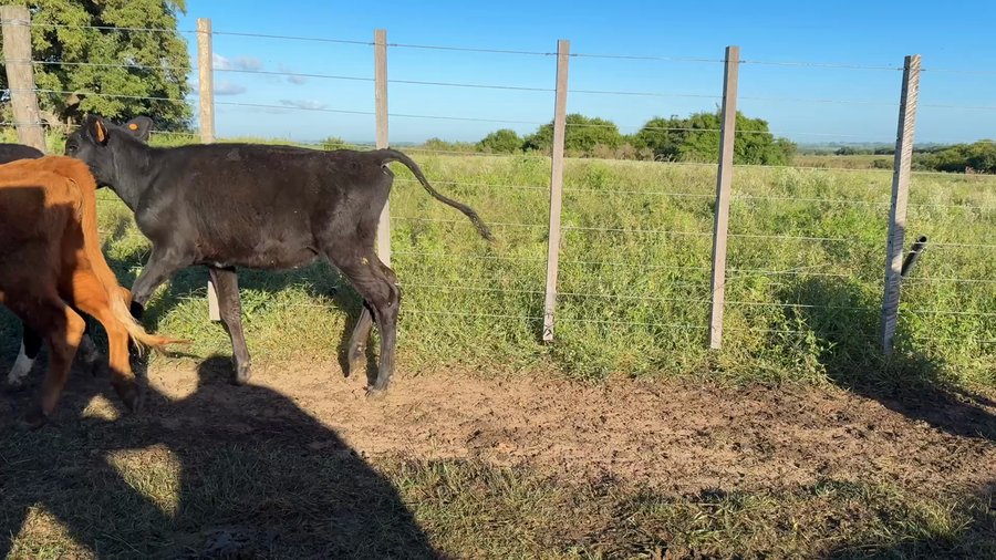 Lote TERNERAS