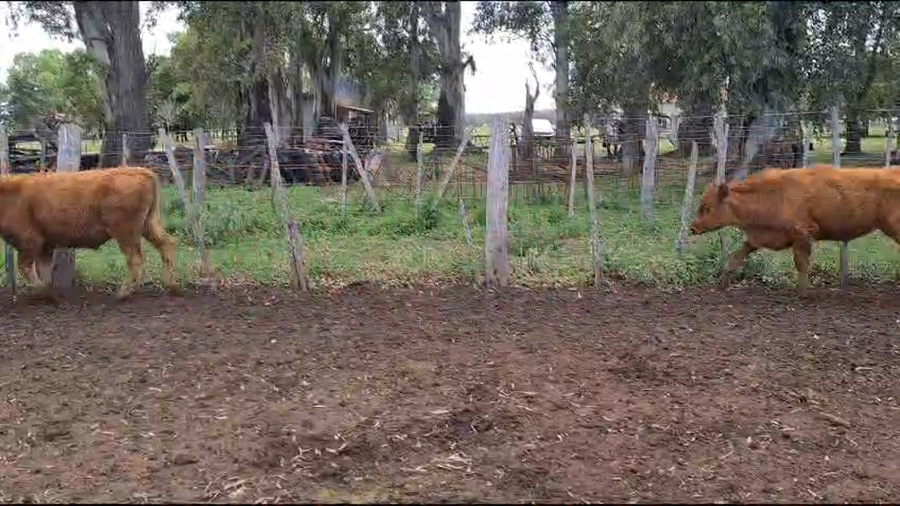 Lote 55 Terneros en Las Flores, Buenos Aires