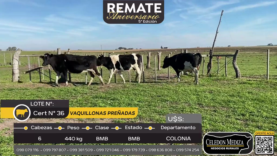 Lote 6 Vaquillonas preñadas en La Horqueta, Colonia