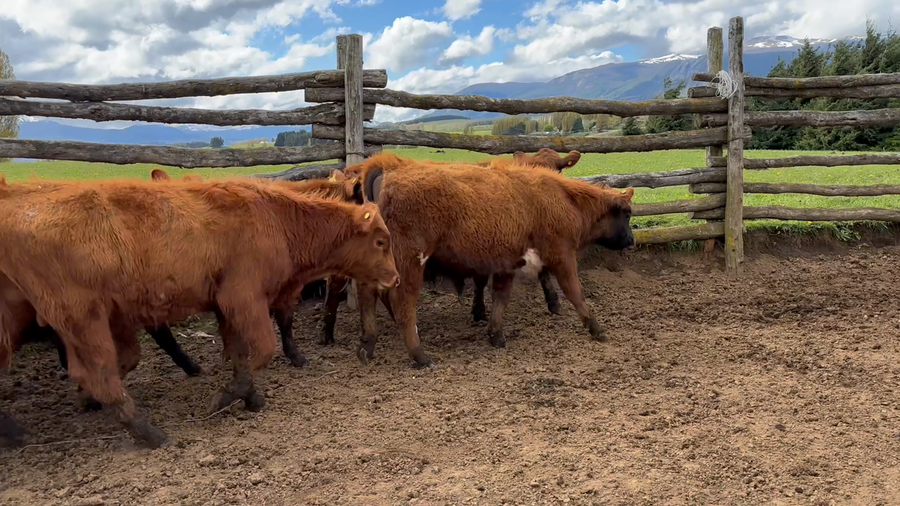 Lote 38 Ternero en Coyhaique, XI Región Aysén