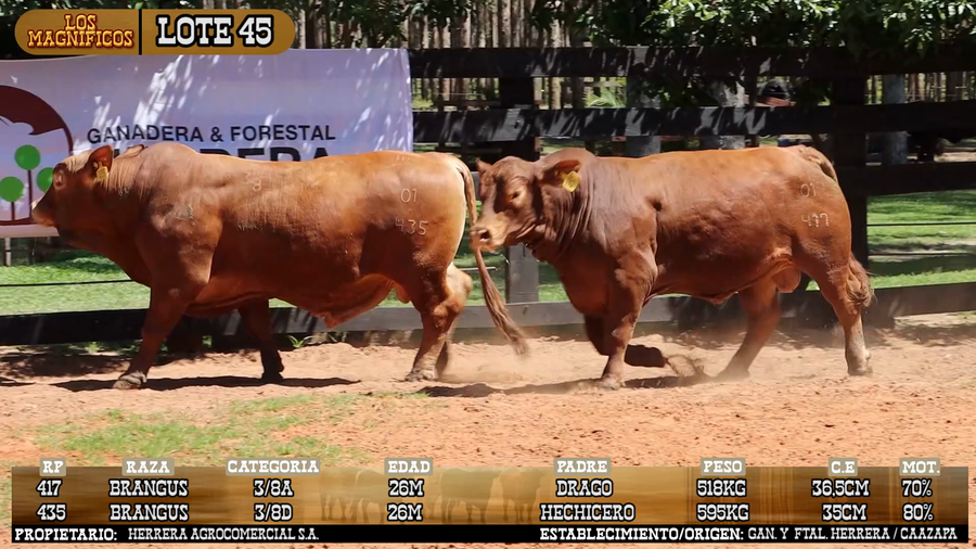 Lote LOTE 45 - VIVO