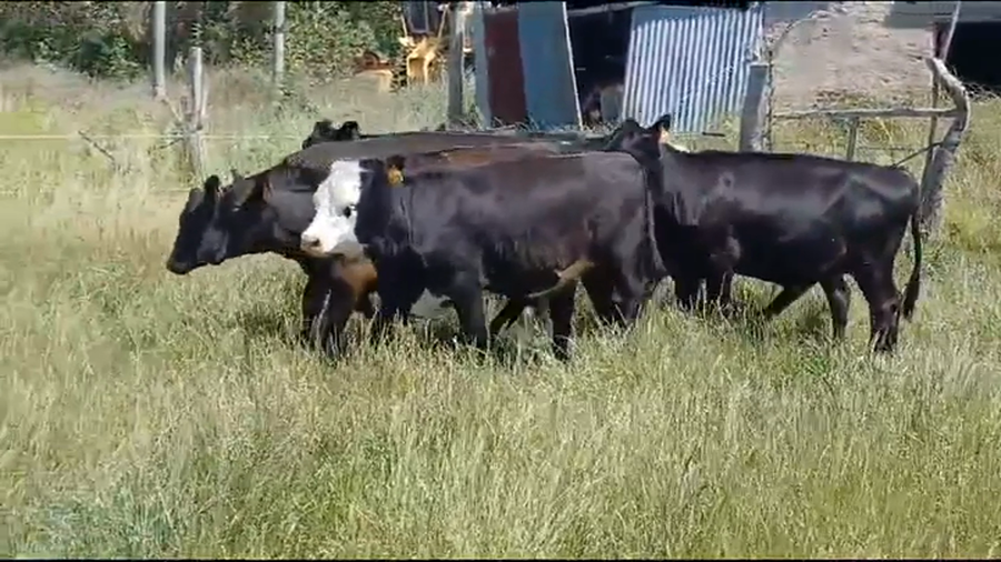 Lote (Vendido)9 Terneras AA/ CRUZAS a remate en #39 Pantalla Carmelo 245kg -  en CUCHILLA DEL PERDIDO