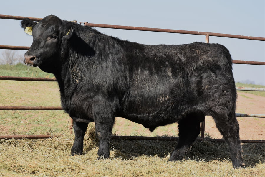 Lote TOROS (Corral 8)