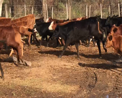 Lote 120 Terneros/as en Gral. Lucio V. Mansilla, Formosa